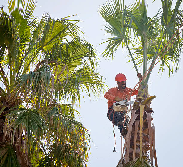 Dead Tree Removal in Centreville, AL